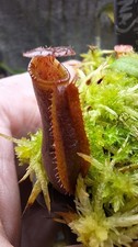 Nepenthes Singalana