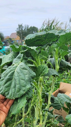 Perennial kale rugare - perennial,