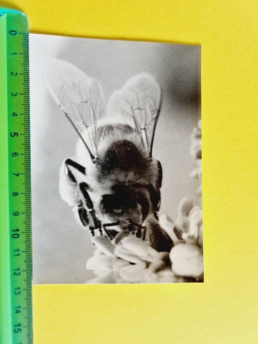 Photography bee vespa 60s - bee,