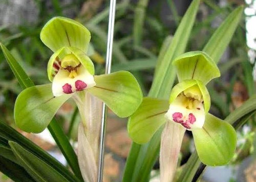 Cymbidium goeringii tuan - goeringii, da
