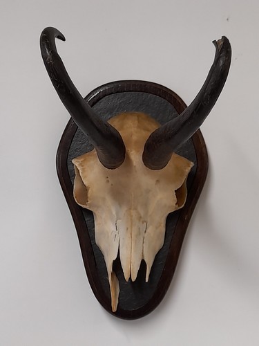Taxidermy chamois horns skull - chamois,