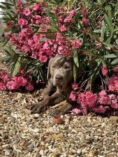 Oleander Nerium Double Pink Plant x 1