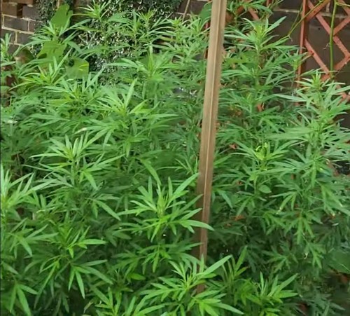 Organic home plant mugwort - organic,