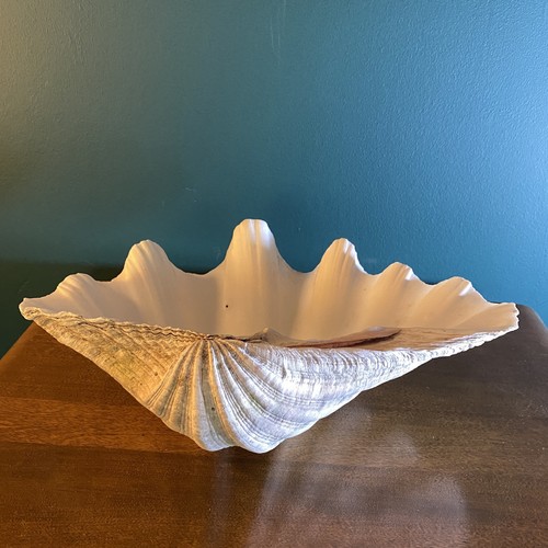 Large seashell clamshell - large,