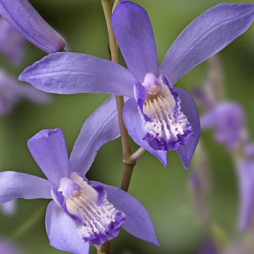 Blue garden orchid - blue,