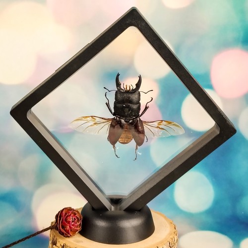 Black stag beetle short - beetle, horn