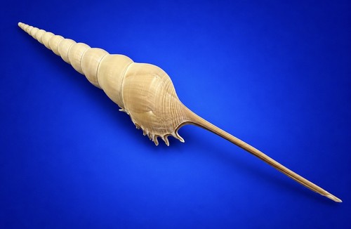 Tibia fusus shinbone - fusus,