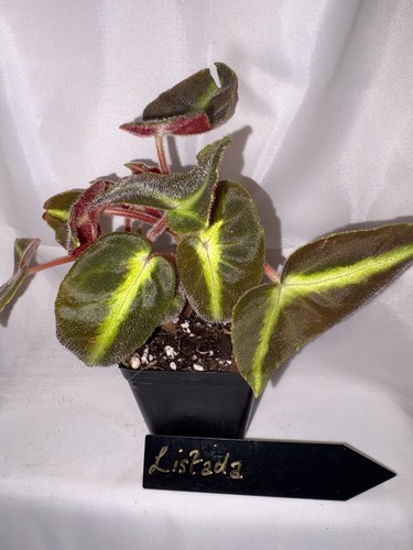 Begonia listada rare luminous - begonia,