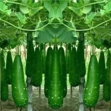 🌼 100% Genuine Bangladeshi