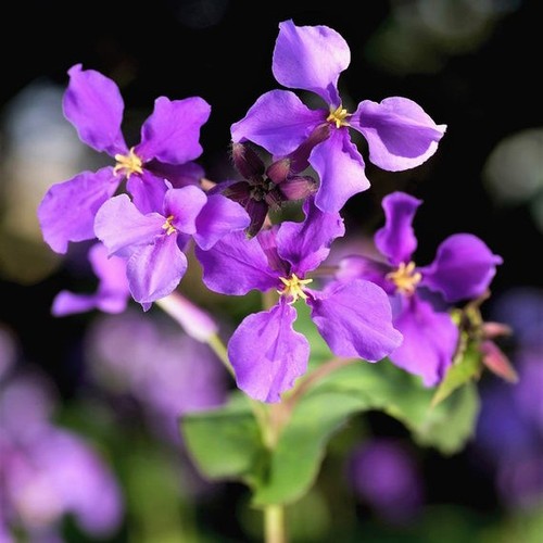 Orychophragmus violaceus