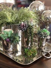 15 Mini Succulent Plants –