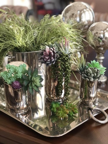 Succulent plant mix 15 - plant, –
