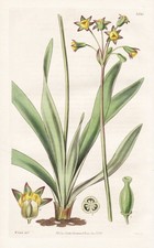 Tulbaghia Ludwigiana South