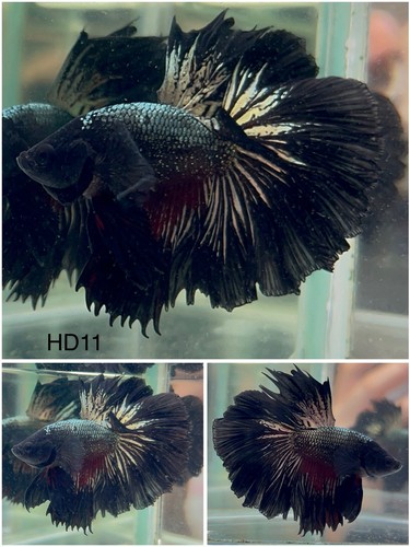 Male betta live fish - live,