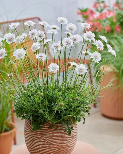 Scabiosa kudo white - white', 2l