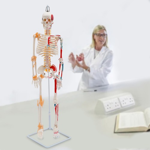 Human skeleton model half - human,