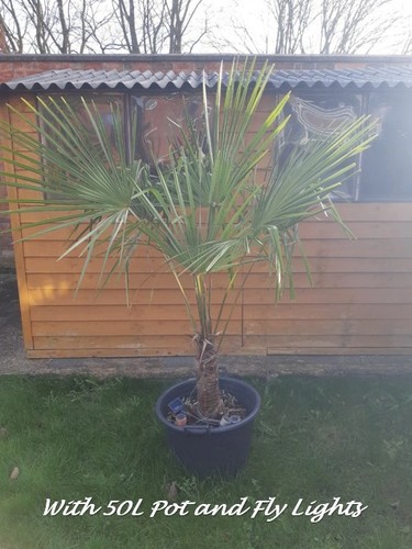 Stunning trachycarpus fortunei - stunning,