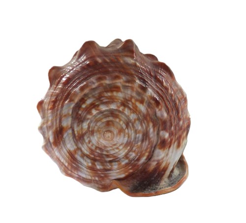 Conch shell bullmouth 13cm x - shell,
