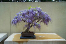 Bolusanthus speciosus, Tree Wisteria, Bonsai - 10 Se eds