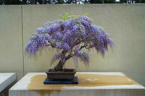 Bolusanthus speciosus tree - bolusanthus,