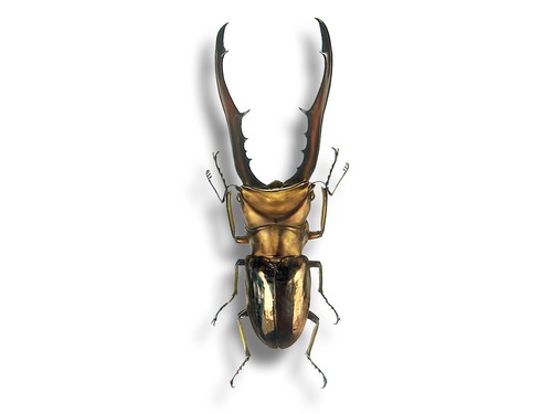 Cyclommatus metallifer finae