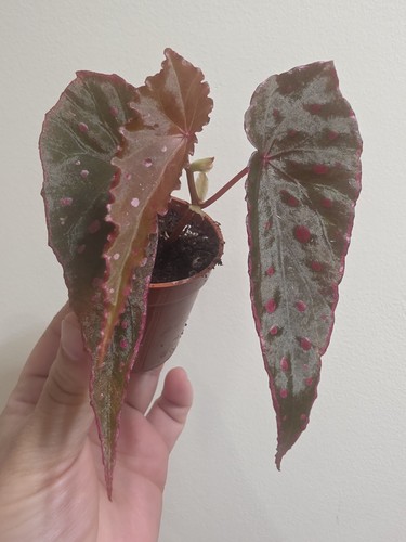 Rare indoor house plant hybrid - indoor,