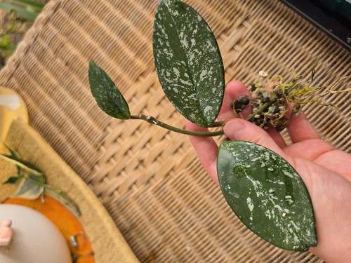 Hoya carnosa stardust - hoya, 'stardust'