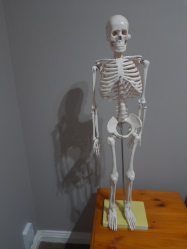 Human skeleton model fit - human,