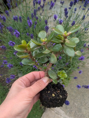 Crassula ovata jade - crassula,