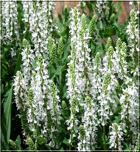 Salvia nemorosa caradonna - 3x,