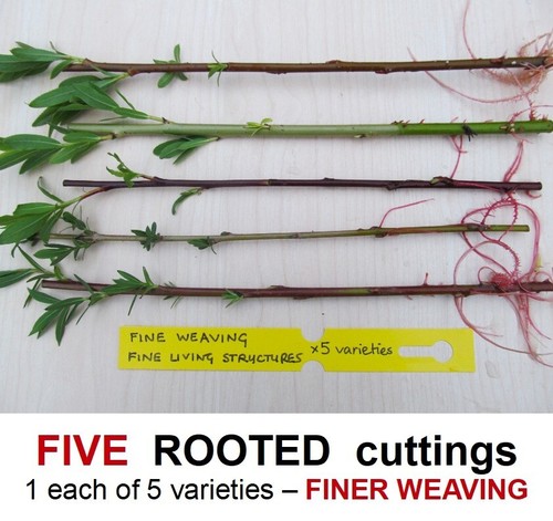 Willow tree rooted cuttings - tree,