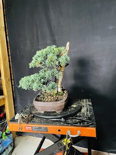 Tanuki blawws juniper bonsai - juniper,