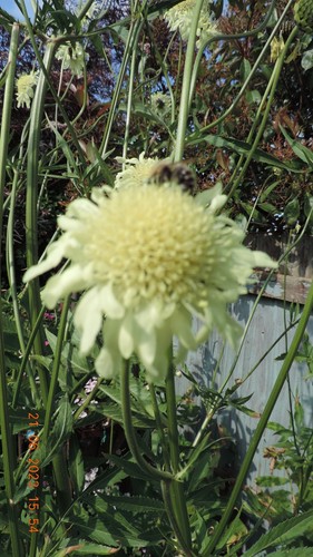 Cephalaria gigantea plant - gigantea,