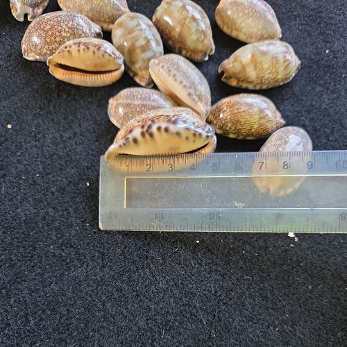 Shells xfive arabian - shells, xfive*arabian