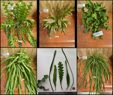5 * Epiphyllum / Rhipsalis ROOTED Cuttings! Many varieties! Very easy to grow!