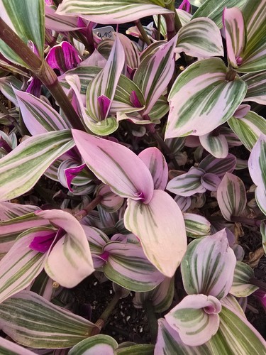 Rare pink wandering jew - pink,