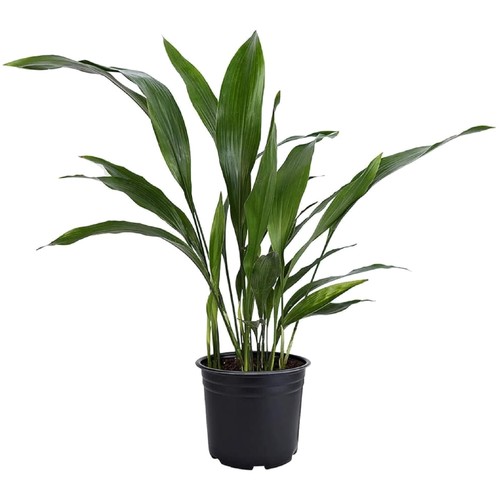 Resilient low light houseplant - resilient, low-light