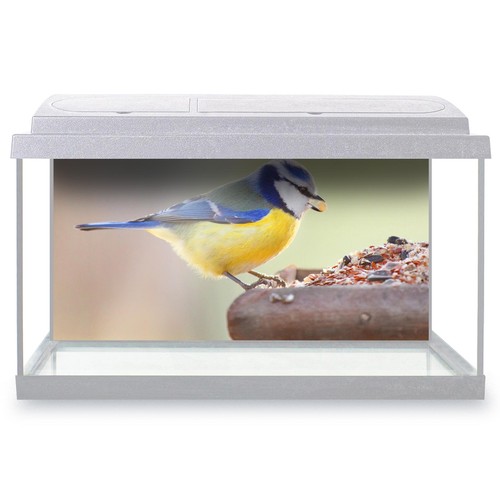 Fish tank background blue tit - fish,