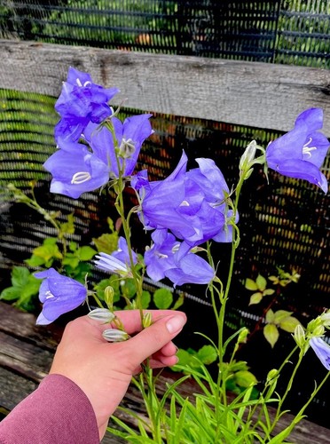 Campanula persicifolia bell - campanula,
