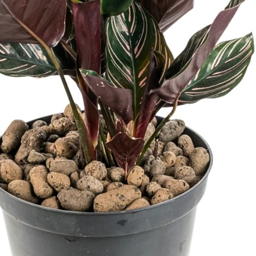 Clay pebbles hydroponics - , stone
