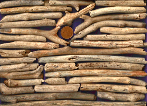 North sea driftwood - north,