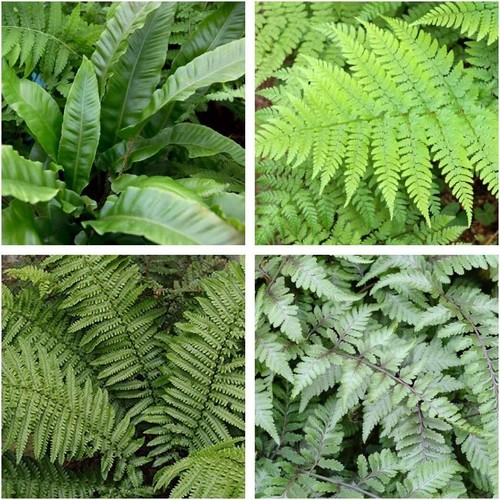 Fern plant mix - in, 9cm