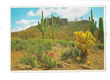 Arizona Desert Postcard Dexter
