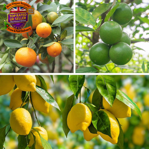 Citrus fruit collection with - citrus,