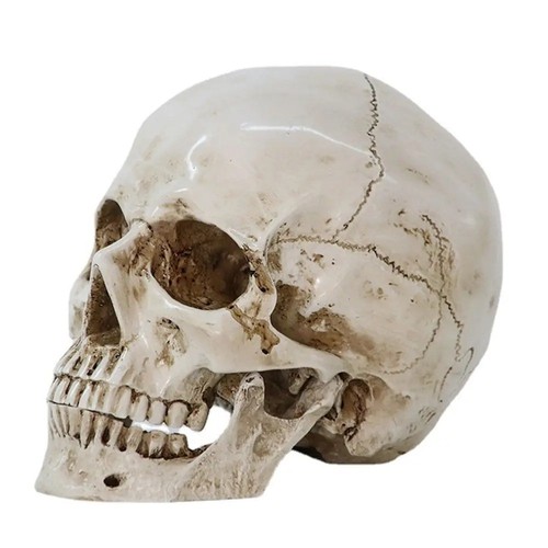 Life size human skull replica - human,