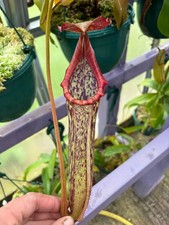Nepenthes Boschiana X Maxima