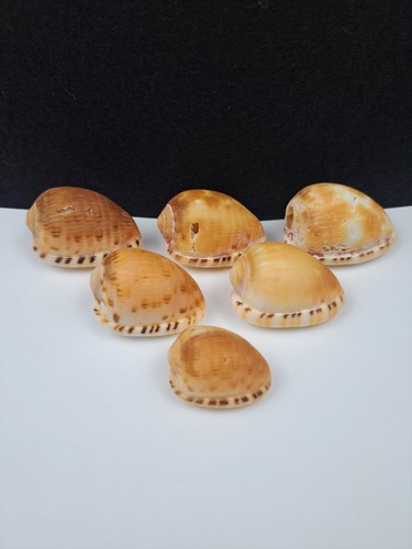 Sea shell cypraecassis - shell,