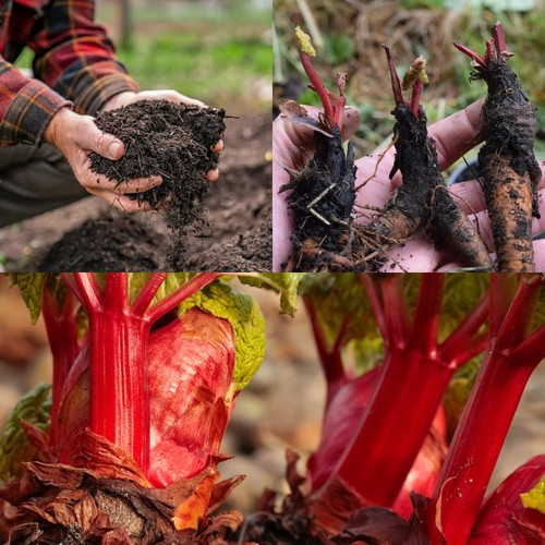 Rhubarb crowns prince - 3,