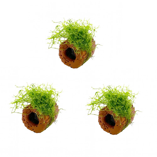 Riccia fluitans on mini - 3×,