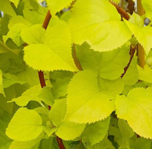 Climbing hydrangea bright - climbing, side